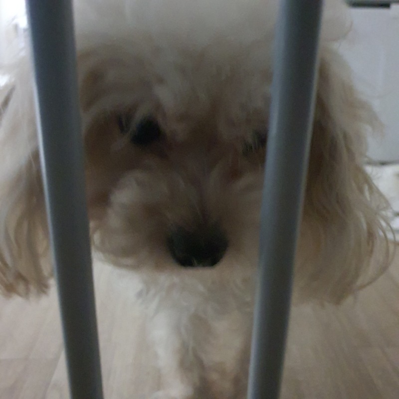탕이양