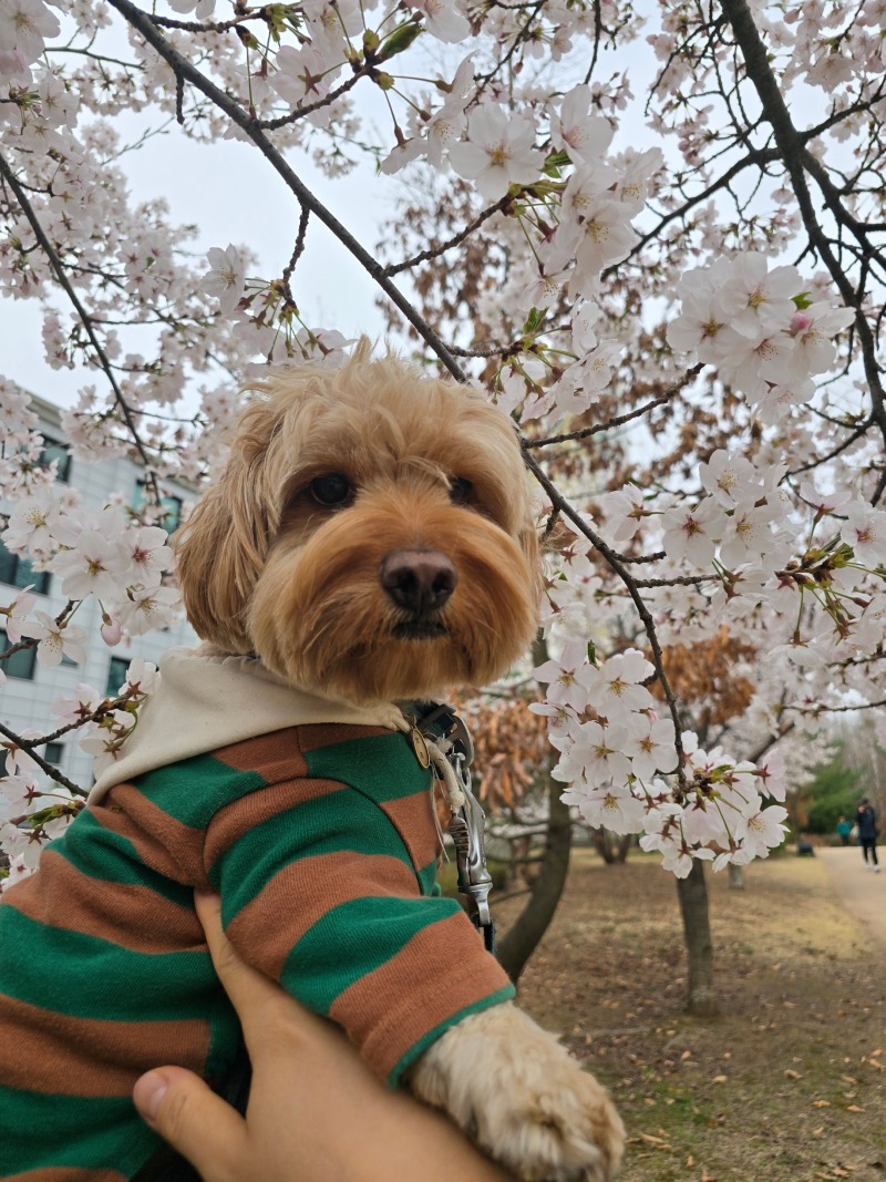 벚꽃 속에 파묻힌 밤톨