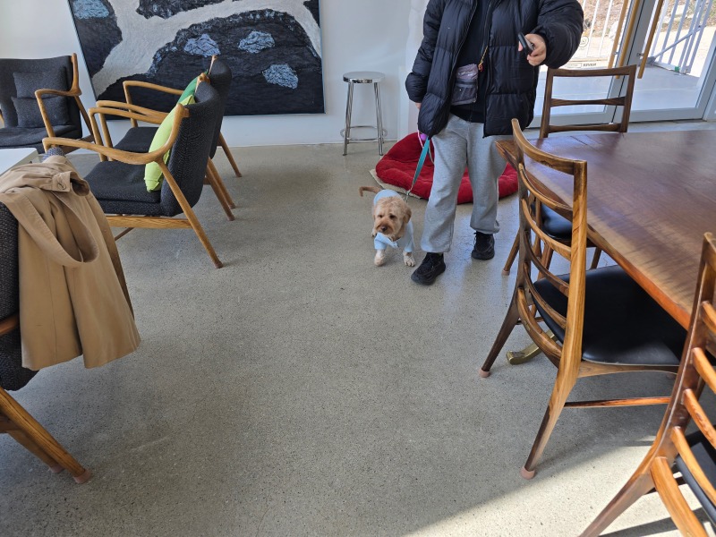 양양 레이크지움, 호숫가가 보이는 애견동반카페