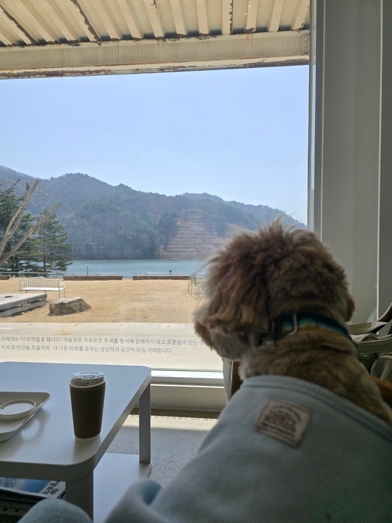 양양 레이크지움, 호숫가가 보이는 애견동반카페