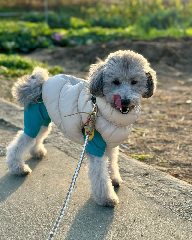 산책 설이~