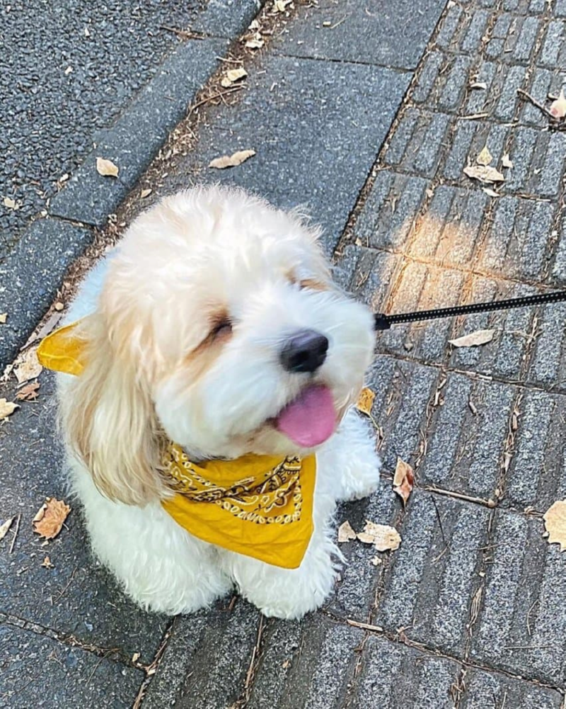 더위에 지쳐버린 강아지 ㅠㅠㅠ 
