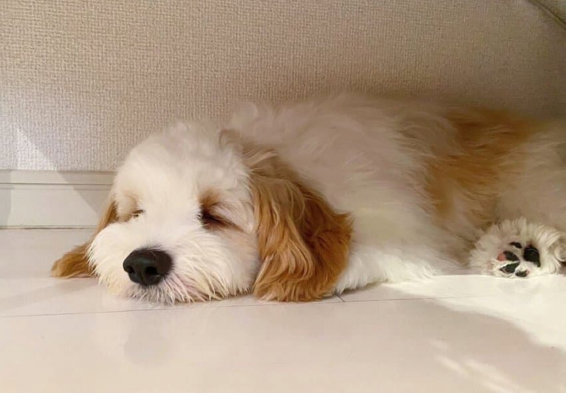 더위에 지쳐버린 강아지 ㅠㅠㅠ 