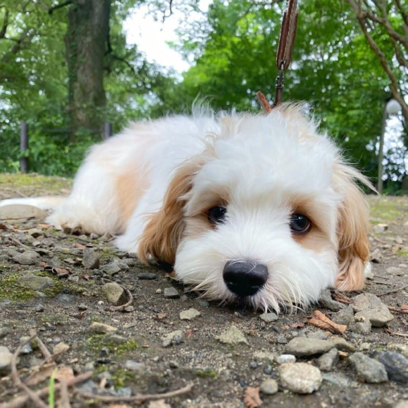 더위에 지쳐버린 강아지 ㅠㅠㅠ 