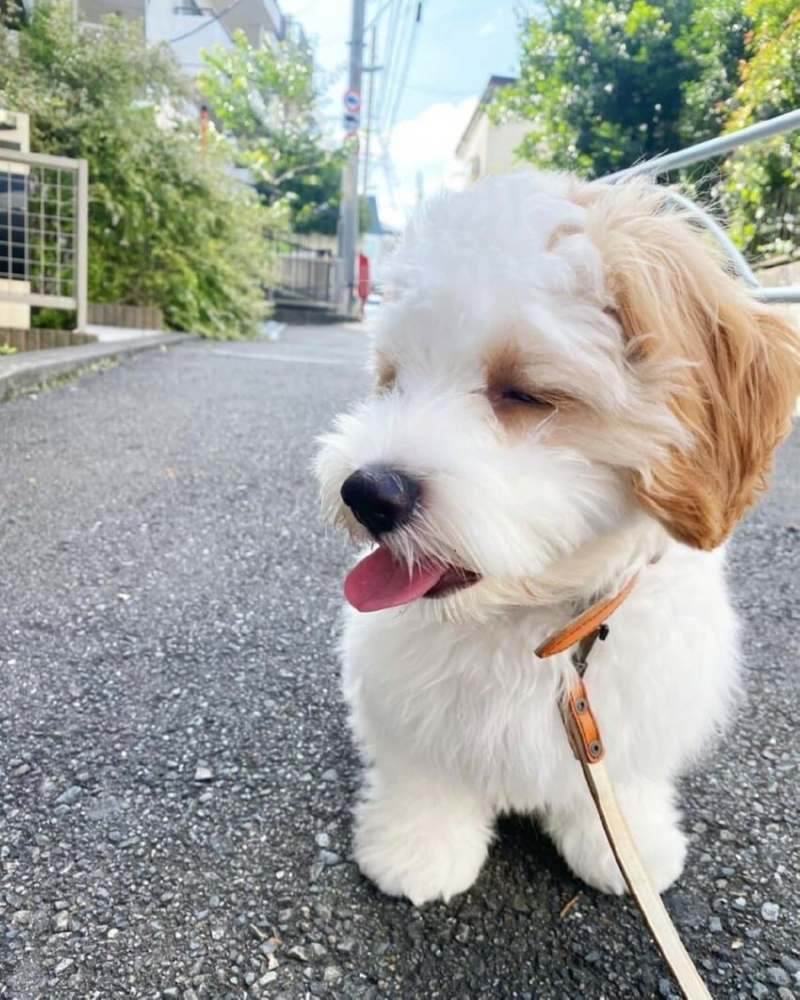 더위에 지쳐버린 강아지 ㅠㅠㅠ 