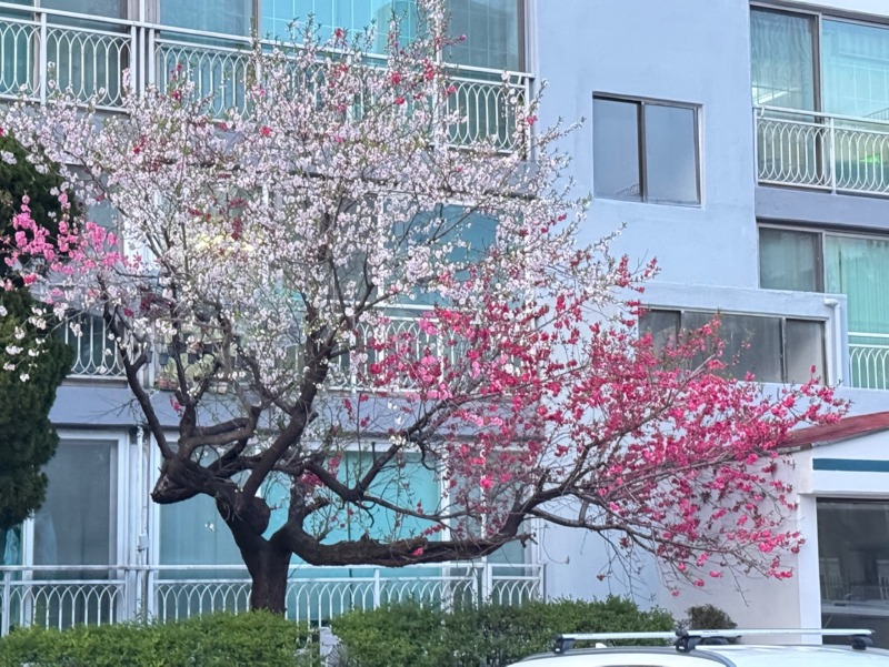 같은 나무에서 두 가지 색깔의 벚꽃이..!? 
