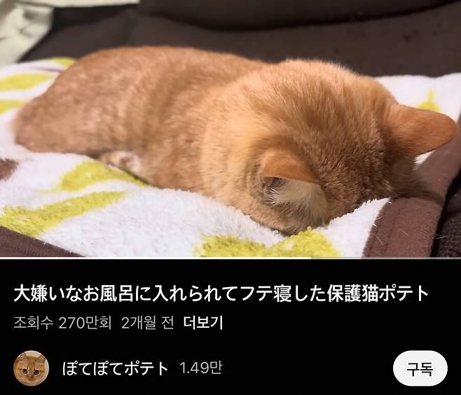 싫어하는 목욕 당해서 울다 잠든 고양이 