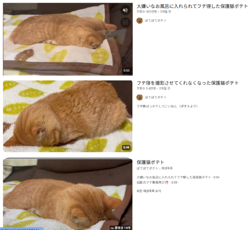 싫어하는 목욕 당해서 울다 잠든 고양이 