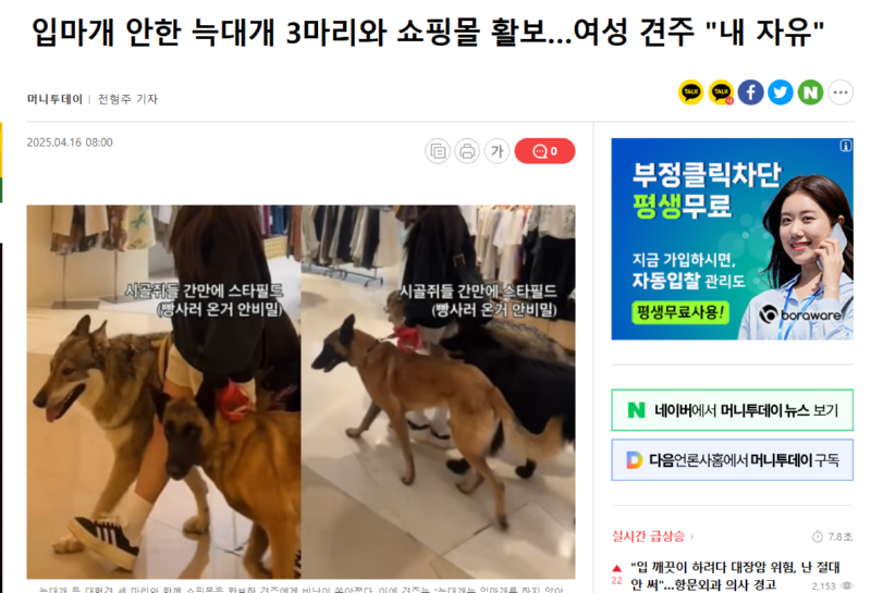 입마개 안한 늑대개 3마리와 쇼핑몰 활보…여성 견주 "내 자유"