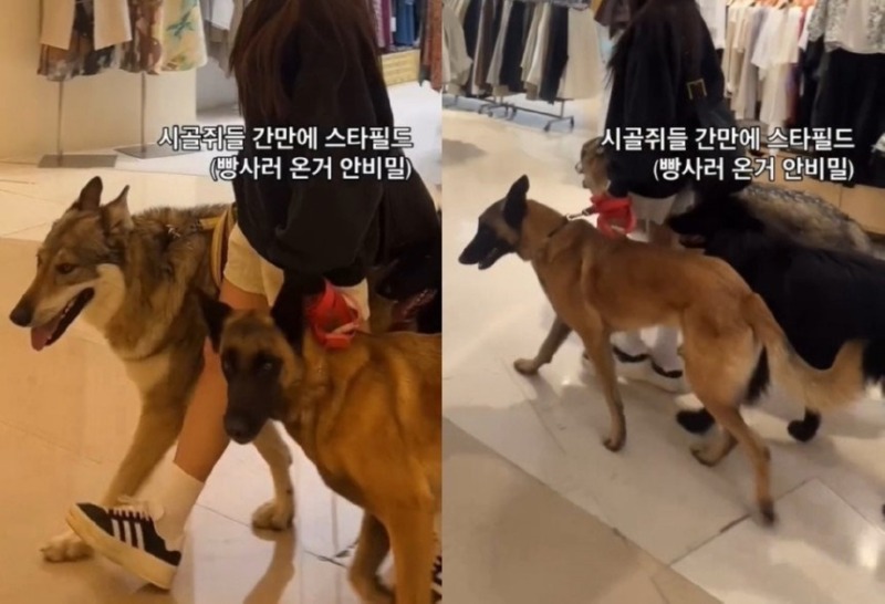 입마개 안한 늑대개 3마리와 쇼핑몰 활보…여성 견주 "내 자유"