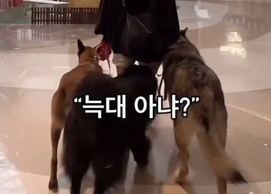 입마개 안한 늑대개 3마리와 쇼핑몰 활보…여성 견주 "내 자유"