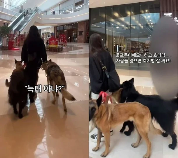 입마개 안한 늑대개 3마리와 쇼핑몰 활보…여성 견주 "내 자유"