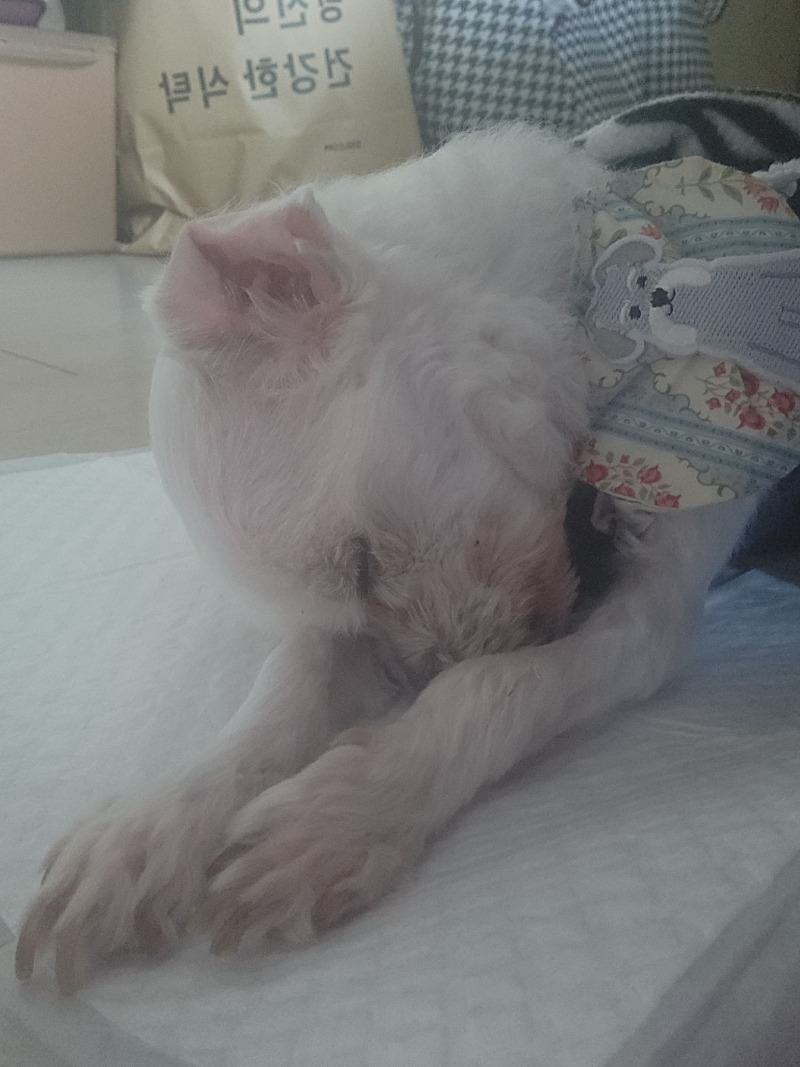 코박고 자닝?