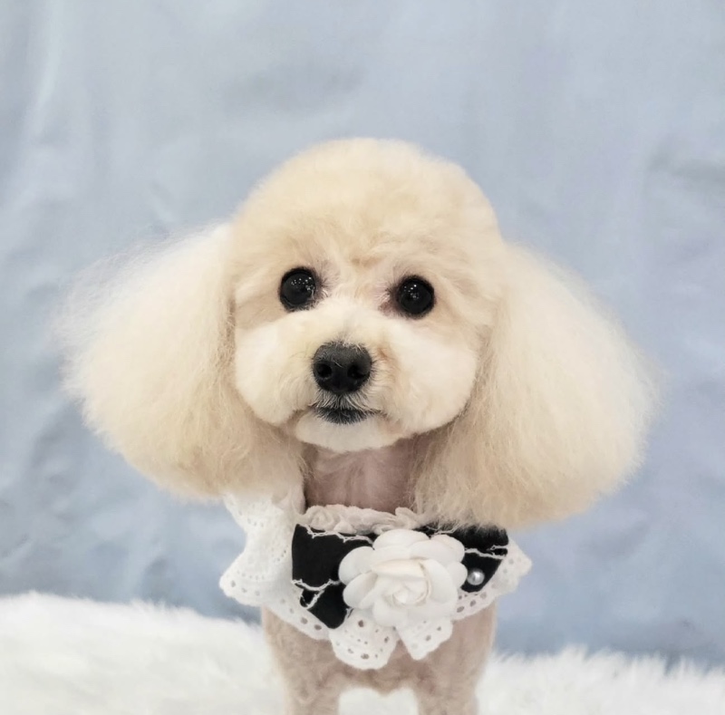 봄날의댕댕이 봄이