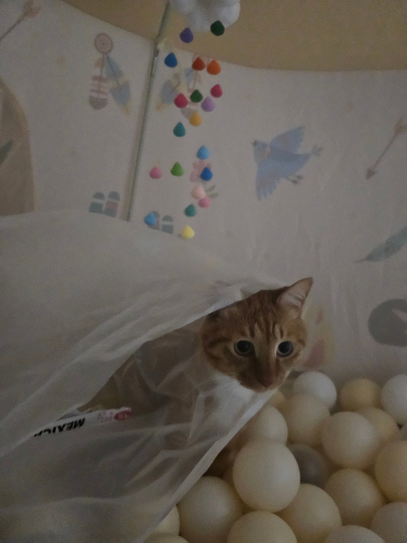 덫에걸림 ;ㅋㅋㅋㅋㅋㅋ