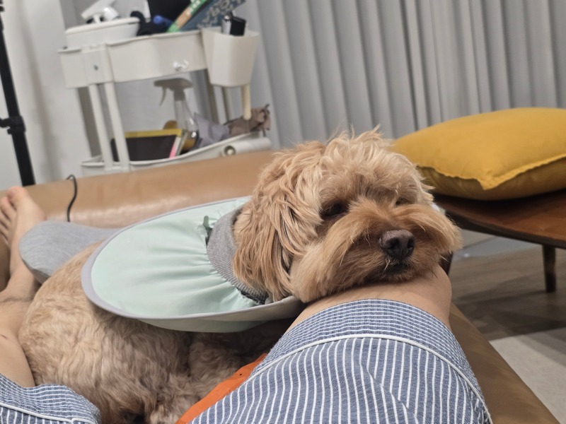 행님아 다리에 턱을 괴는 사나이