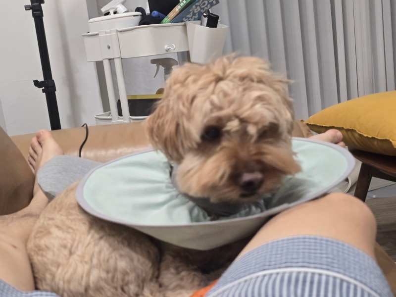 행님아 다리에 턱을 괴는 사나이