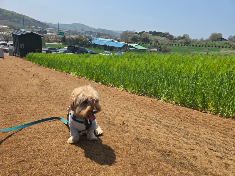 천북청보리밭, 맑은 하늘이 어울리는 카페(경치 미쳤음)