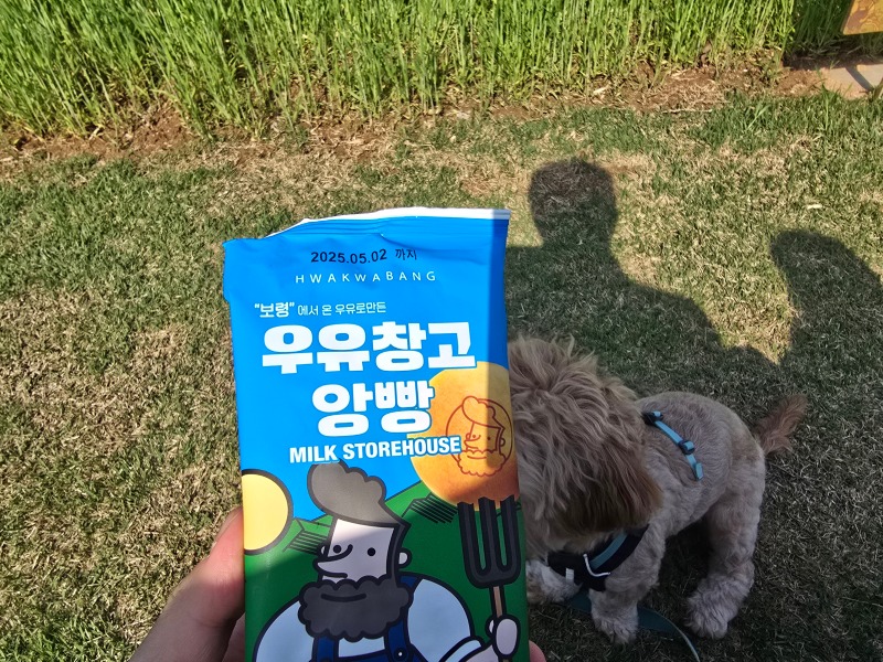 보령 우유창고, 반려견동반가능한 대형카페(feat.신선한우유)