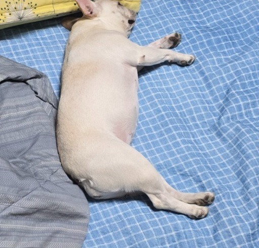 찐빵 