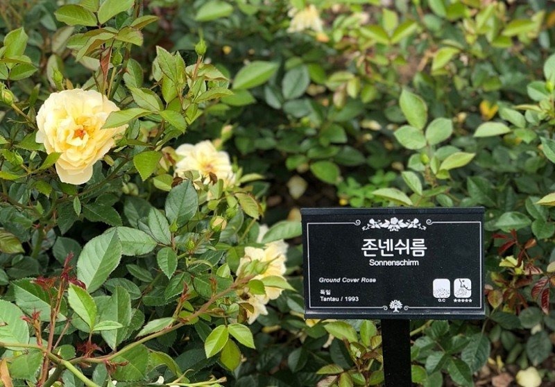 이 이쁜 꽃 이름이 뭐에요???