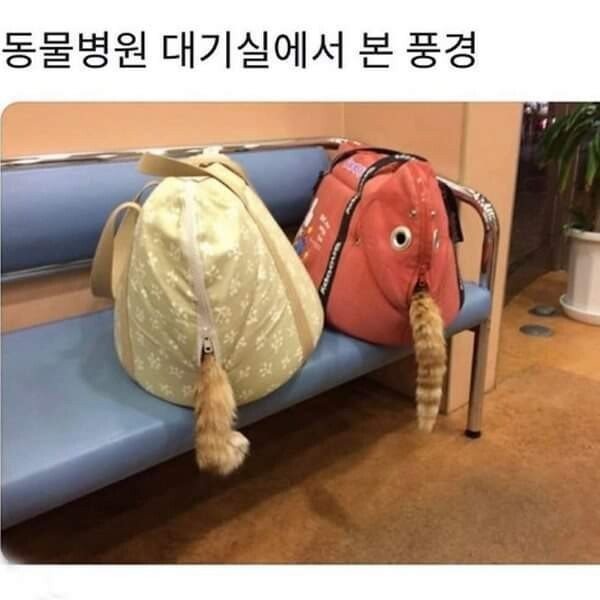 동물병원 대기실에서 본 풍경