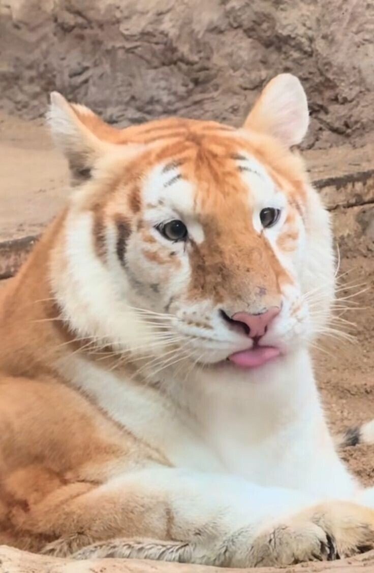 스모키 화장이 없는 호랑이 