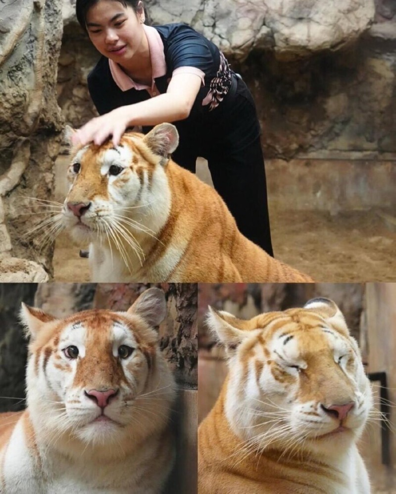 스모키 화장이 없는 호랑이 