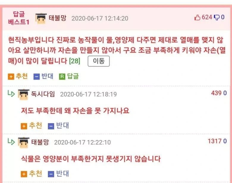 식물은 조금 부족하게 키워야 열매가 많이 달립니다