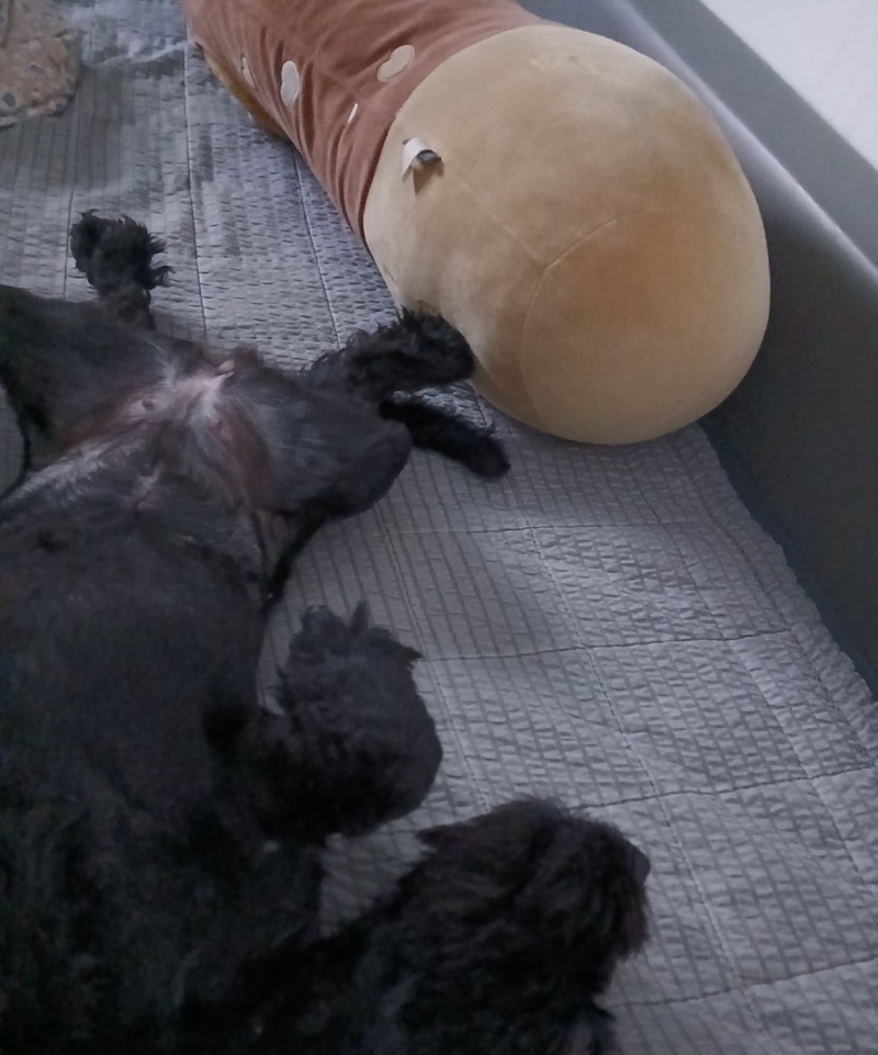개꿀잠