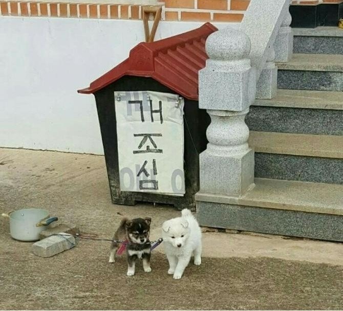 입구에 맹견 두마리 개조심.jpg