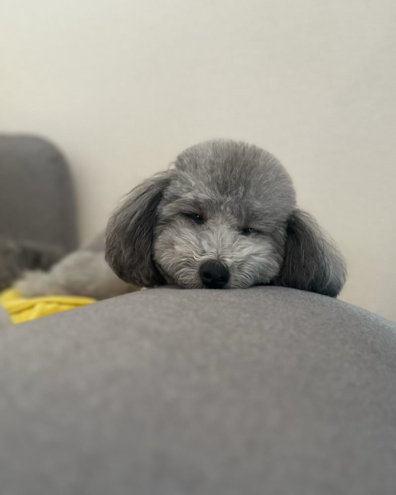 설이네 친구가 놀러왔어용