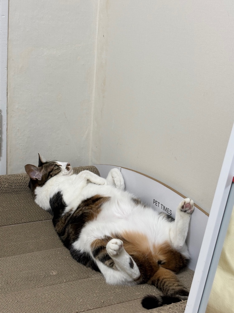 먕