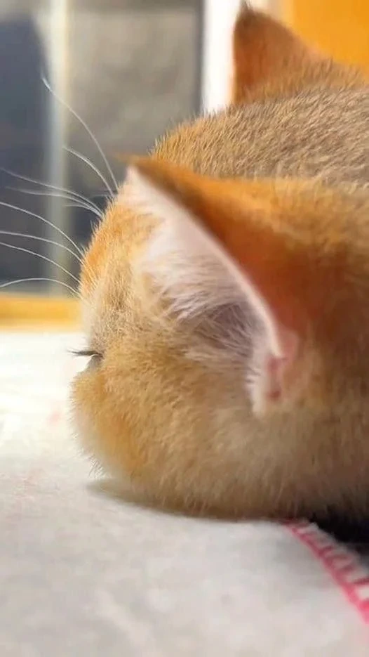 아기 고양이 볼따구 옆모습 