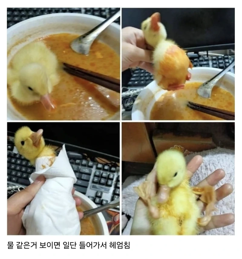 새끼오리 키울 때 주의할 점.jpg