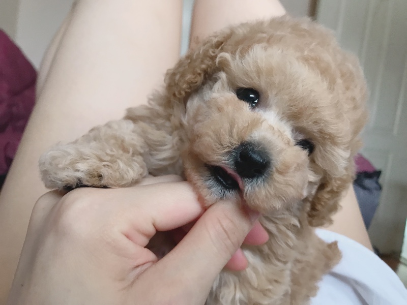 베이비 봄