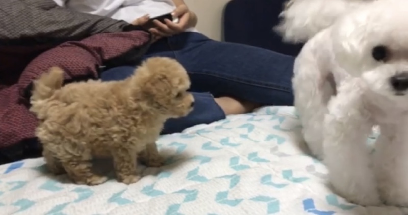 베이비 봄