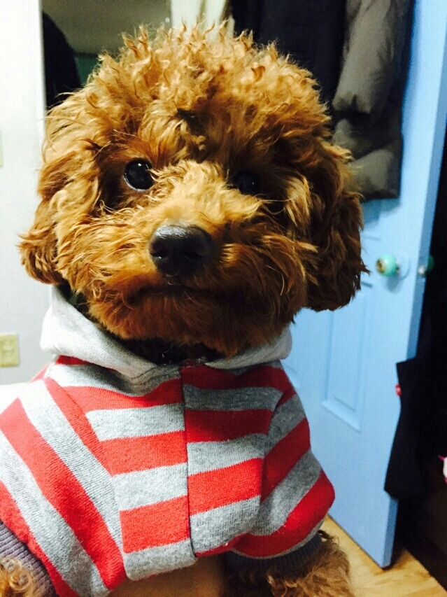 늙은 반려견 병원 추천좀ㅠ