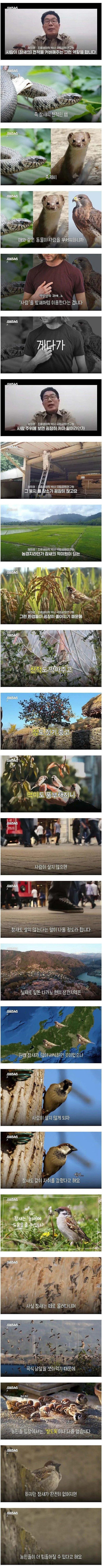 조류학자가 말하는 참새