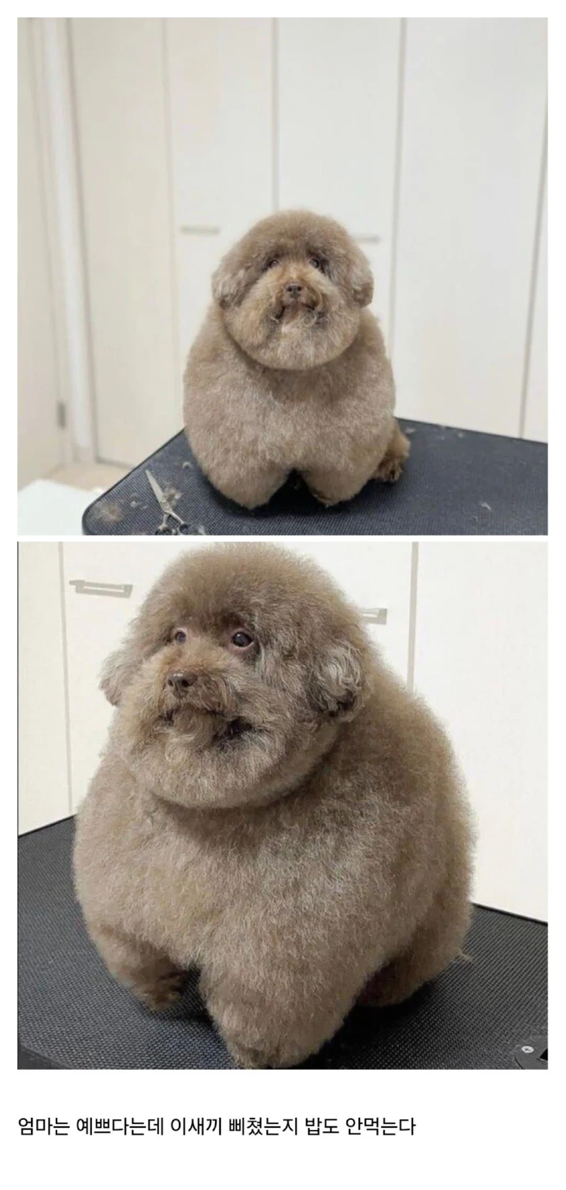 강아지 미용 개 망친거같다... 