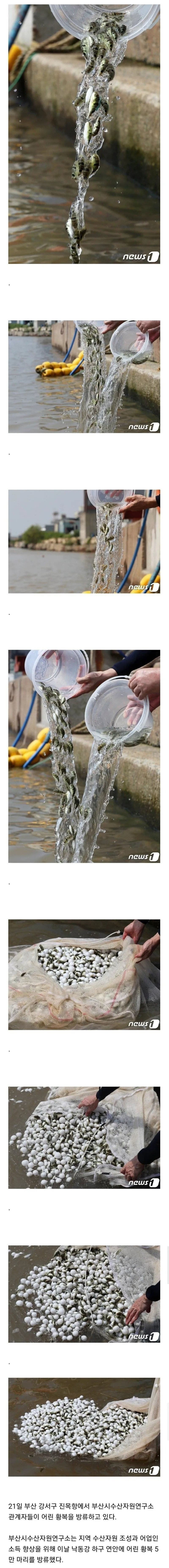 새끼복어 5만마리 방류