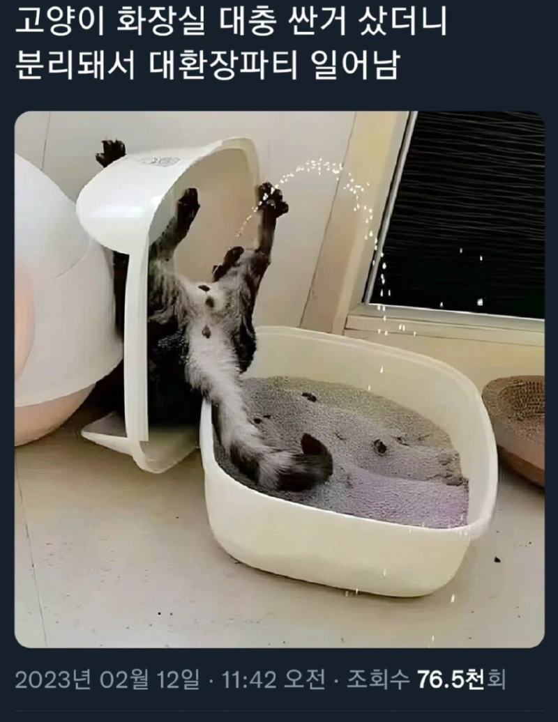 고양이 후방주의 ) 저렴한 고양이 화장실의 위험함