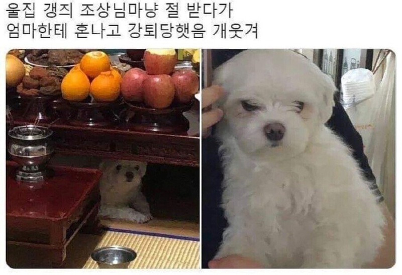 제삿상 절 받다 강퇴당한 강아지.jpg