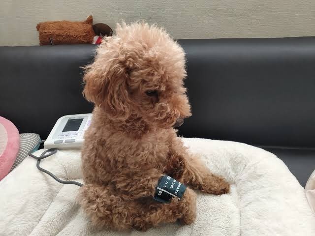 강아지도 혈압을 이렇게 잰다함.jpg
