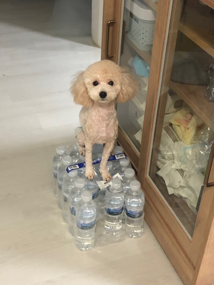 웃음벨 사진 투척ㅎㅎ