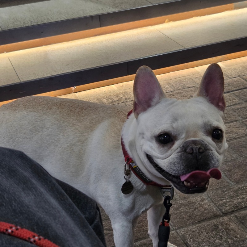 찐빵이