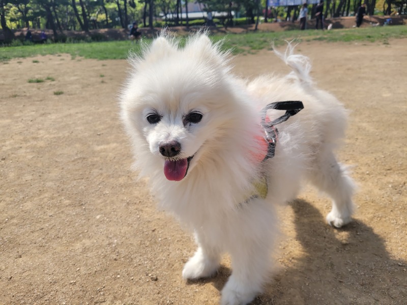 나들이