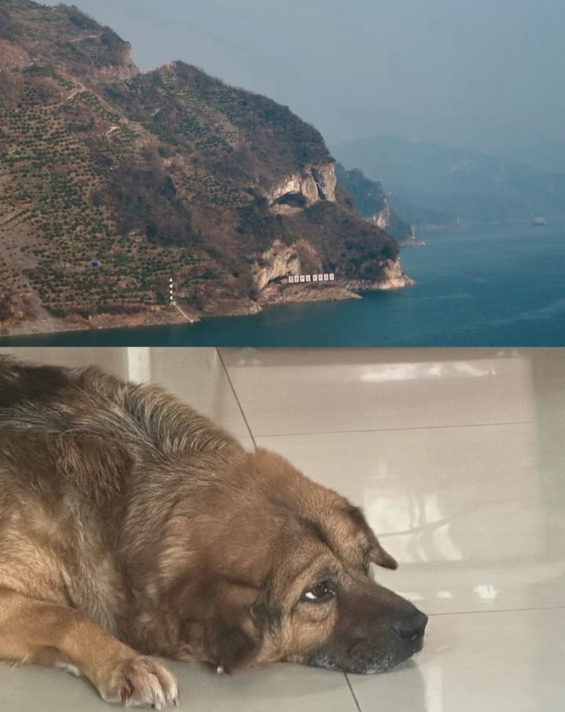 북한에 있다는 댕댕이 섬.JPG