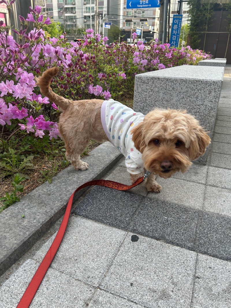 꽃같은 우리 강쥐!^^