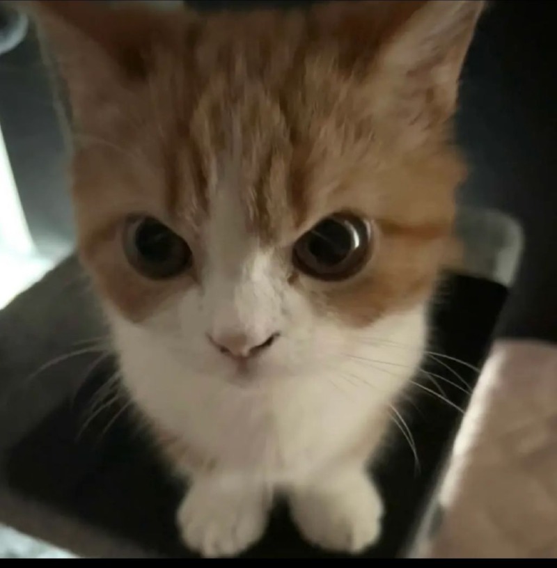 요즘 핫한 고양이 인플루언서 버찌
